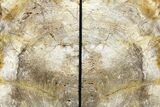 Tall, Polished Petrified Wood (Conifer) Bookends - Nevada #131798-2
